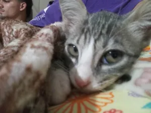 Gato raça SRD-ViraLata idade Abaixo de 2 meses nome Não tem