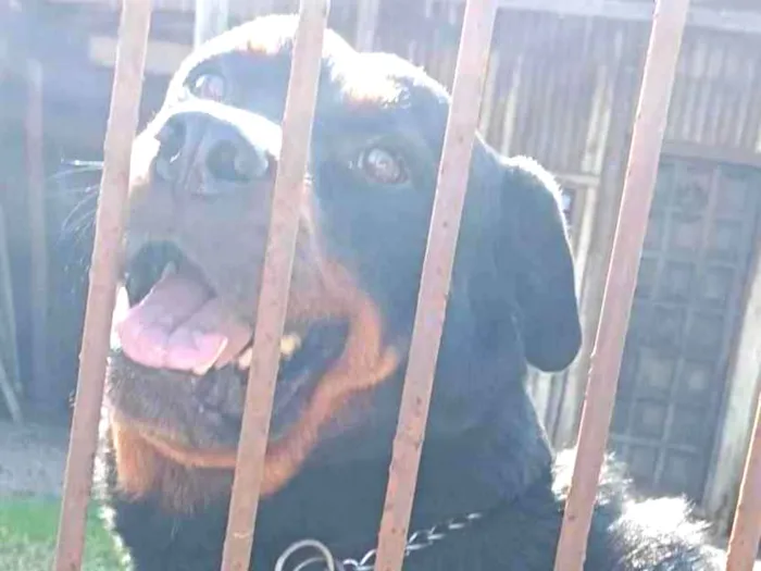 Cachorro ra a Rottweiler idade 3 anos nome BRUTUS