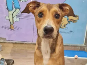 Cachorro raça SRD-ViraLata idade 2 a 6 meses nome FRANK