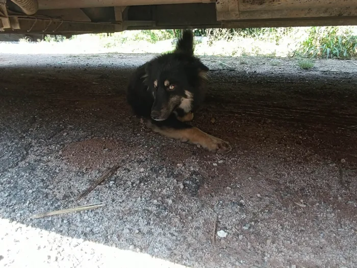 Cachorro ra a SRD-ViraLata idade 1 ano nome Não tem 