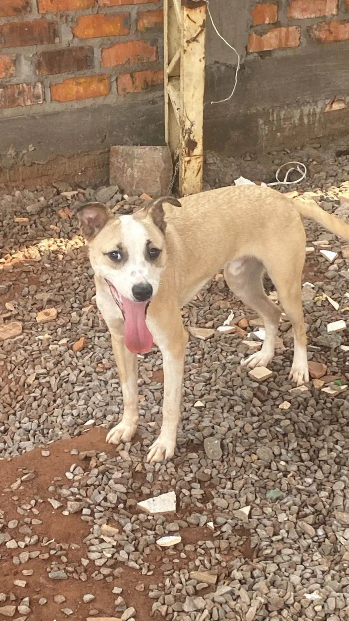 Cachorro ra a SRD-ViraLata idade 7 a 11 meses nome Snoop