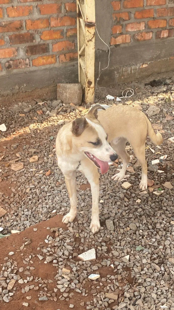 Cachorro ra a SRD-ViraLata idade 7 a 11 meses nome Snoop