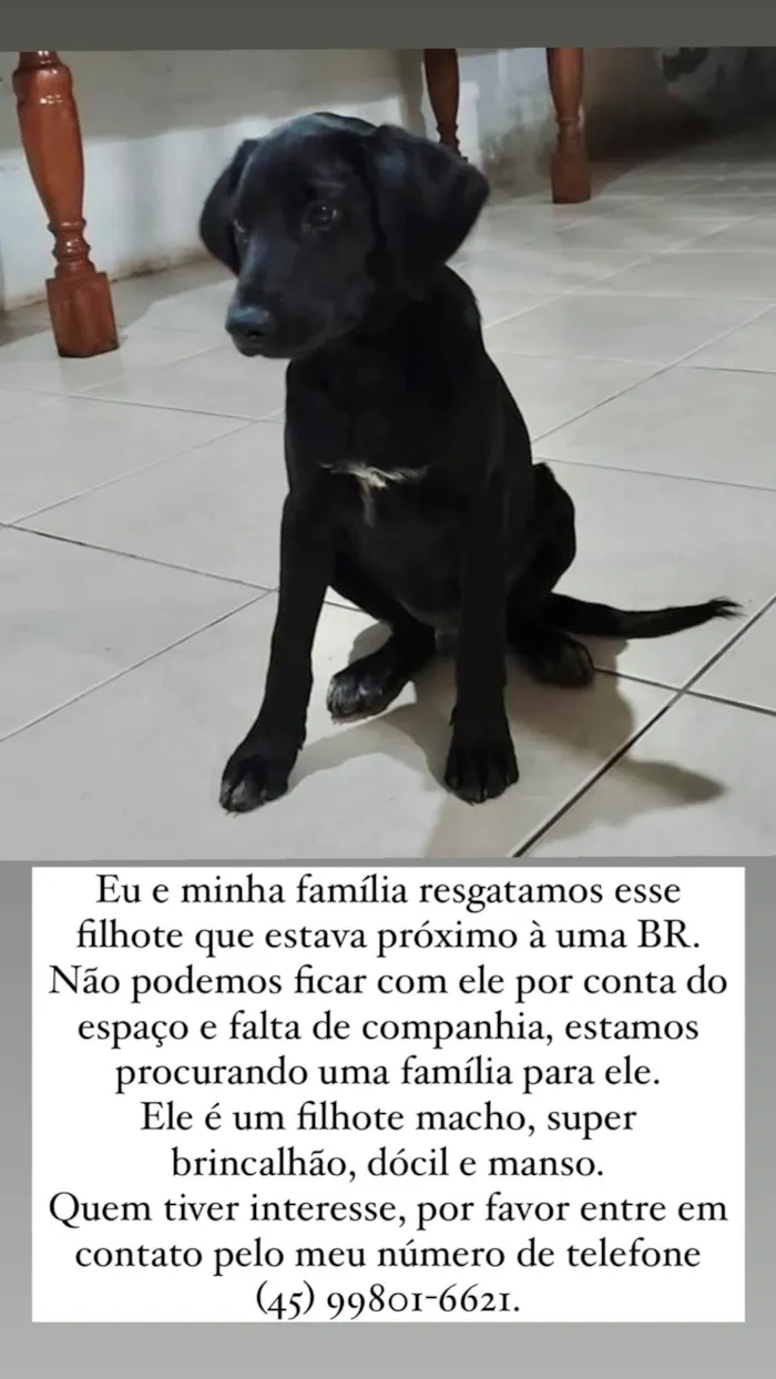 Cachorro ra a SRD-ViraLata idade 2 a 6 meses nome Thor