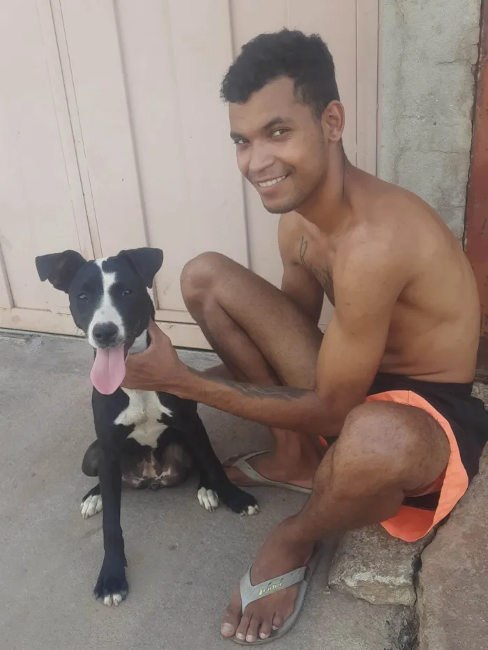 Cachorro ra a Pit-Bull idade 2 a 6 meses nome Kiara