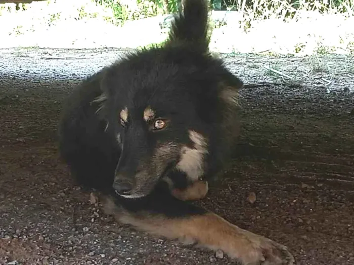 Cachorro ra a SRD-ViraLata idade 1 ano nome Não tem 