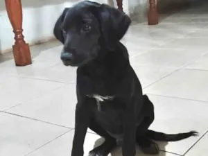 Cachorro raça SRD-ViraLata idade 2 a 6 meses nome Thor