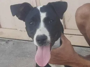 Cachorro raça Pit-Bull idade 2 a 6 meses nome Kiara