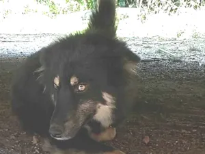 Cachorro raça SRD-ViraLata idade 1 ano nome Não tem 