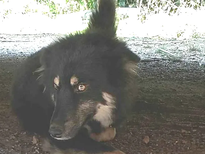 Cachorro ra a SRD-ViraLata idade 1 ano nome Não tem 