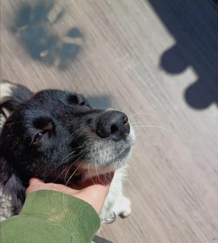 Cachorro ra a SRD-ViraLata idade 2 anos nome Kairos 