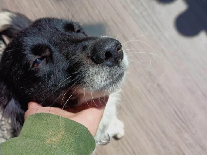 Cachorro ra a SRD-ViraLata idade 2 anos nome Kairos 