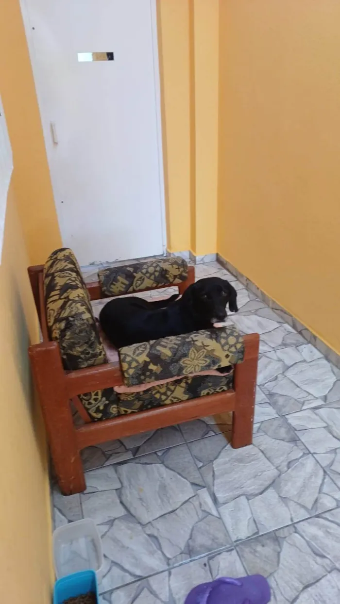 Cachorro ra a Basset-Cofap idade 2 anos nome betovel 