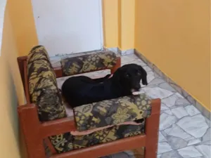 Cachorro raça Basset-Cofap idade 2 anos nome betovel 