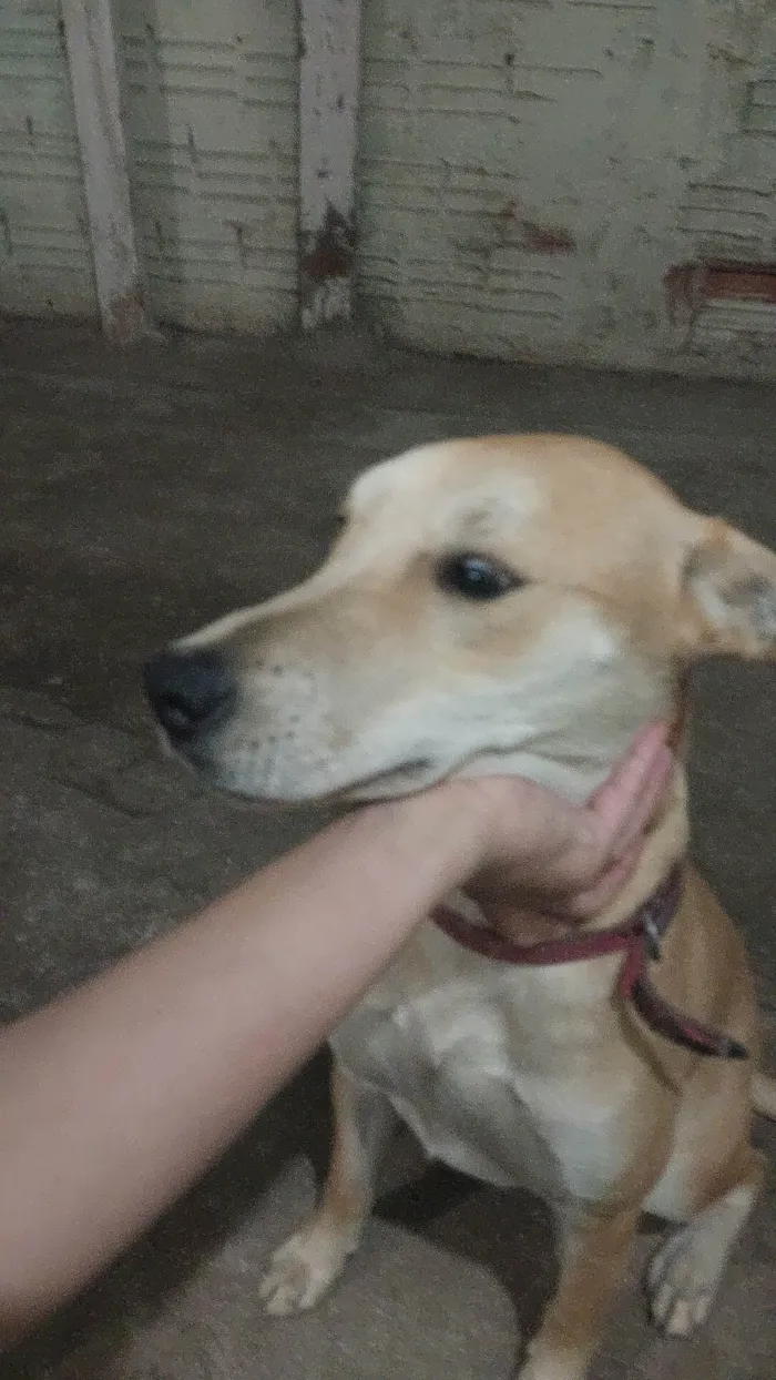 Cachorro ra a SRD-ViraLata idade 1 ano nome Amora