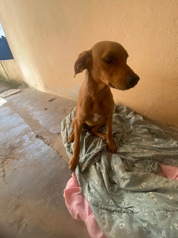 Cachorro ra a SRD-ViraLata idade 1 ano nome Kiara 