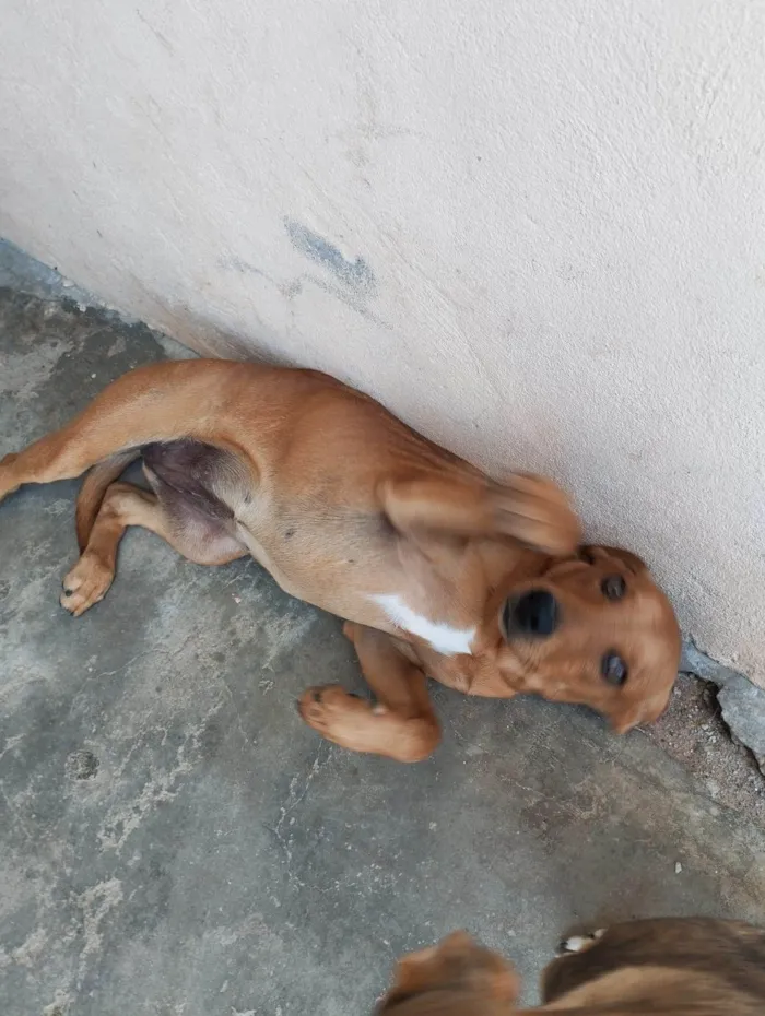 Cachorro ra a SRD-ViraLata idade 1 ano nome Kiara 