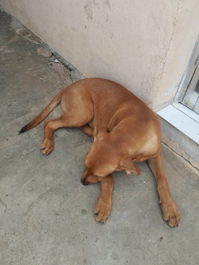 Cachorro ra a SRD-ViraLata idade 1 ano nome Kiara 