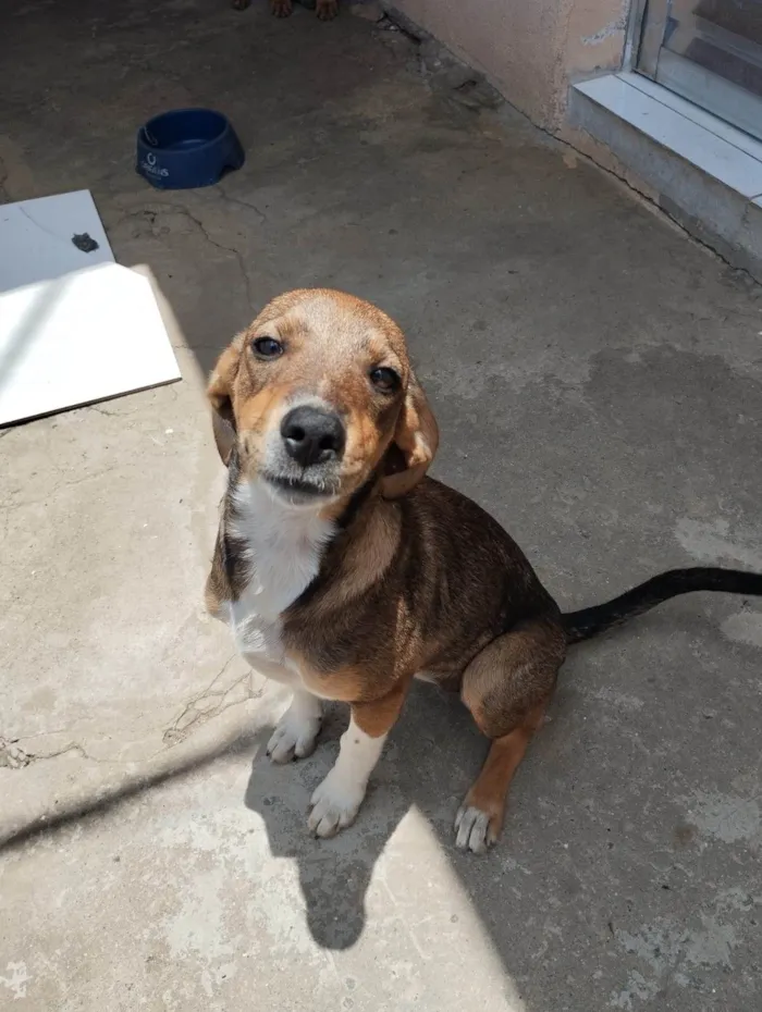 Cachorro ra a SRD-ViraLata idade 1 ano nome Nala