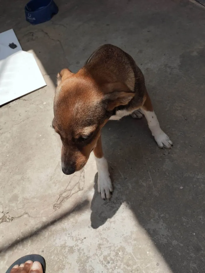 Cachorro ra a SRD-ViraLata idade 1 ano nome Nala