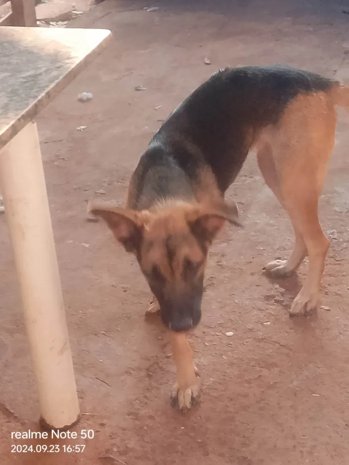 Cachorro ra a Pastor Alemão idade 7 a 11 meses nome 3 LINDINHOS