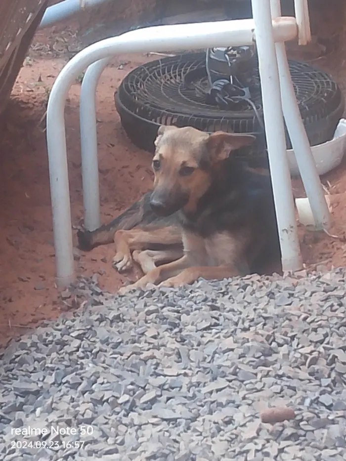 Cachorro ra a Pastor Alemão idade 7 a 11 meses nome 3 LINDINHOS