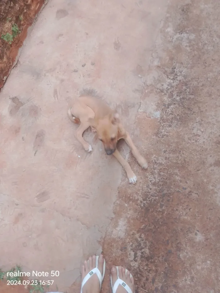 Cachorro ra a Pastor Alemão idade 7 a 11 meses nome 3 LINDINHOS