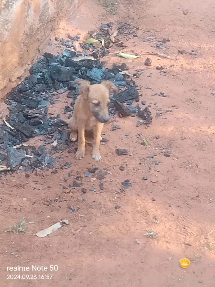 Cachorro ra a Pastor Alemão idade 7 a 11 meses nome 3 LINDINHOS