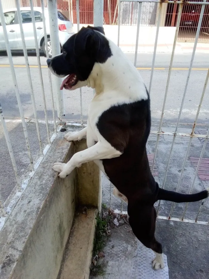 Cachorro ra a Pit-Bull idade 1 ano nome Zeus