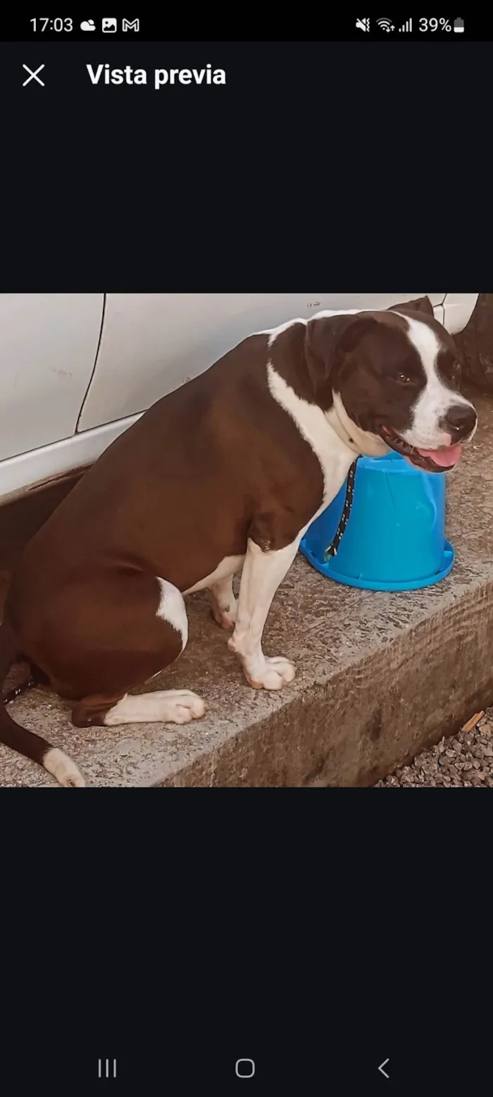 Cachorro ra a Pit-Bull idade 1 ano nome Zeus