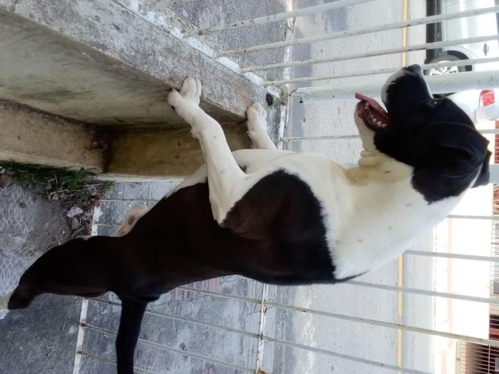 Cachorro ra a Pit-Bull idade 1 ano nome Zeus