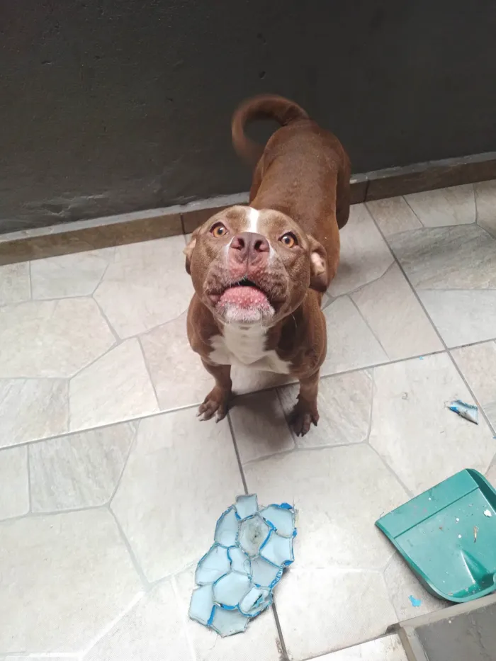 Cachorro ra a Pit-Bull idade 2 anos nome Tulipa 