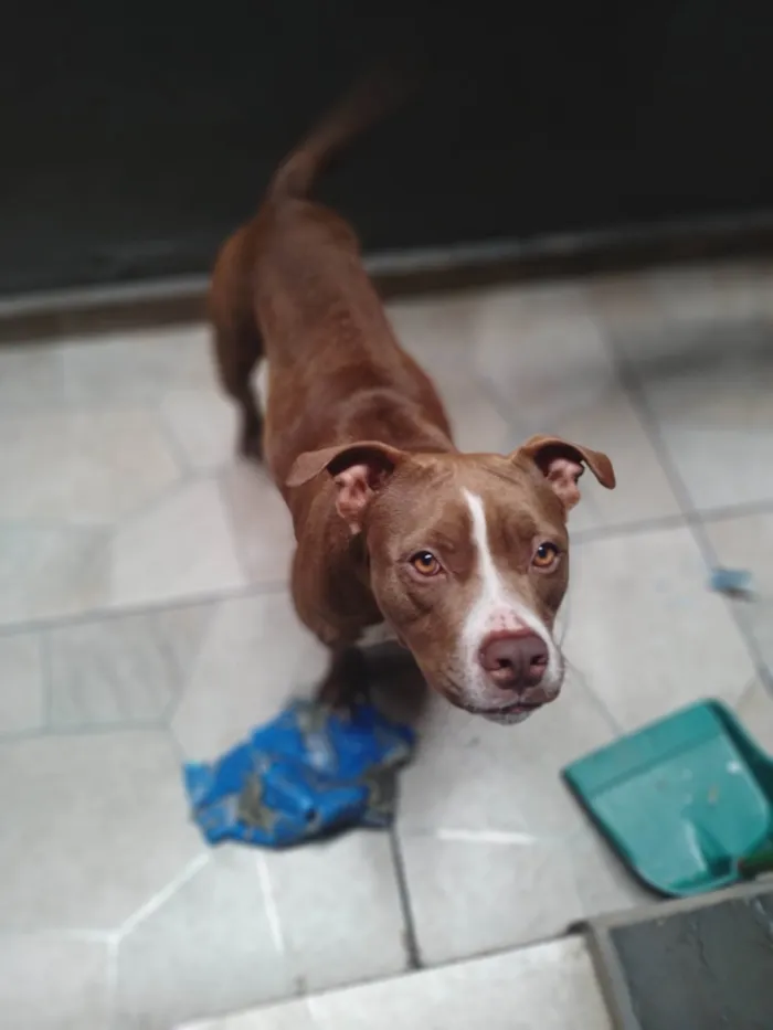 Cachorro ra a Pit-Bull idade 2 anos nome Tulipa 