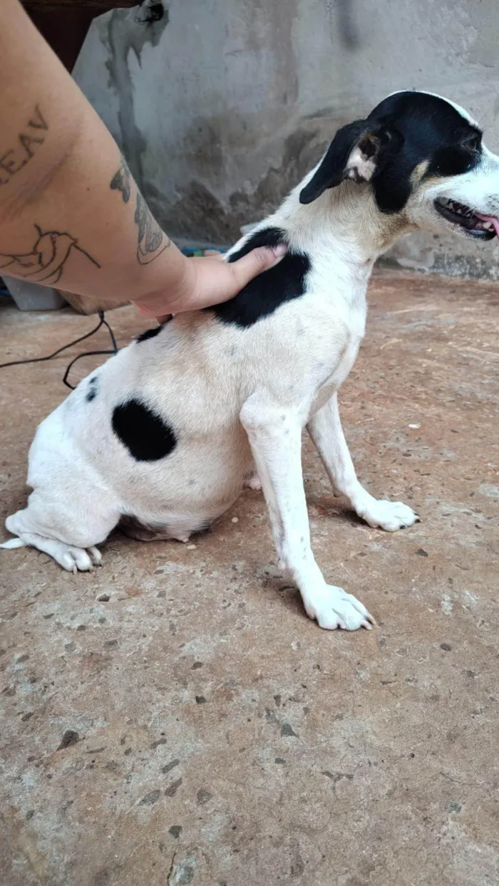 Cachorro ra a SRD-ViraLata idade 7 a 11 meses nome Luna