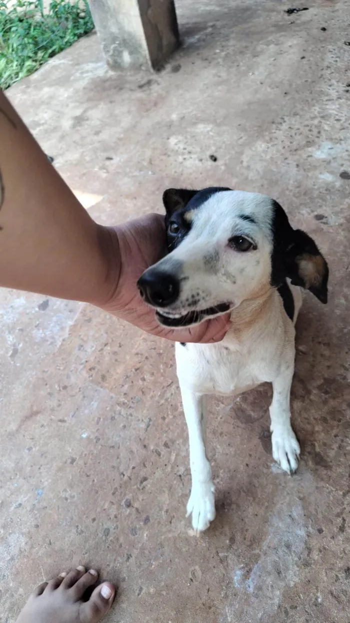 Cachorro ra a SRD-ViraLata idade 7 a 11 meses nome Luna