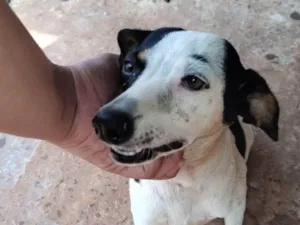 Cachorro raça SRD-ViraLata idade 7 a 11 meses nome Luna