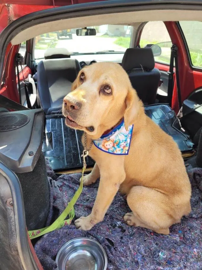 Cachorro ra a Labrador idade 4 anos nome Zenon