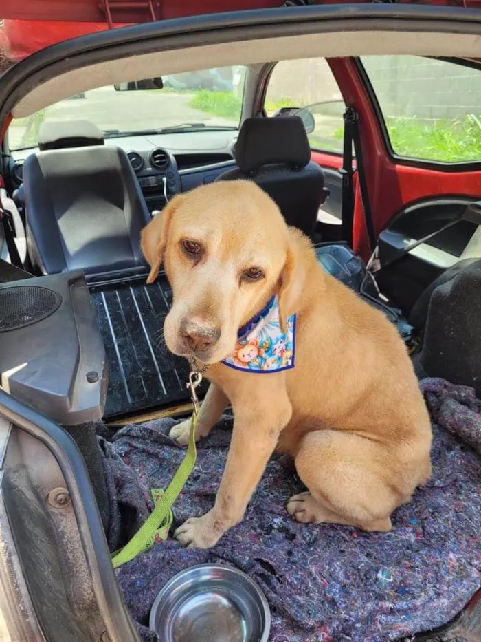 Cachorro ra a Labrador idade 4 anos nome Zenon