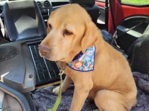 Cachorro raça Labrador idade 4 anos nome Zenon