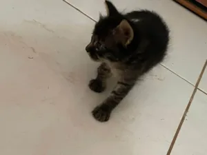 Gato raça SRD-ViraLata idade 2 a 6 meses nome Rajadinha
