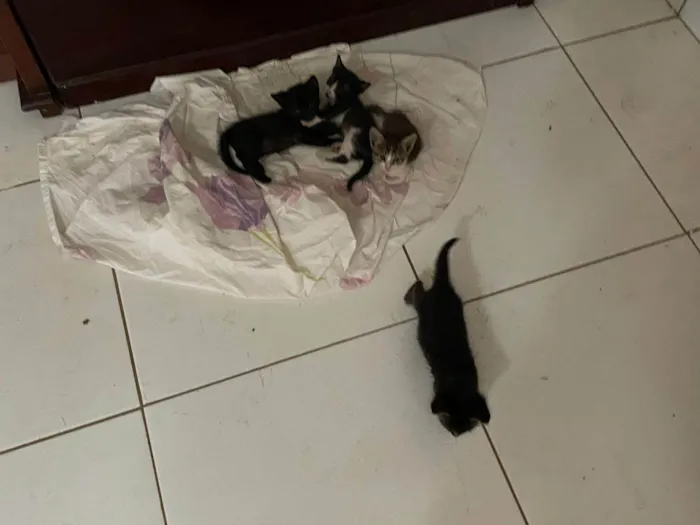 Gato ra a SRD-ViraLata idade Abaixo de 2 meses nome Rajadinha