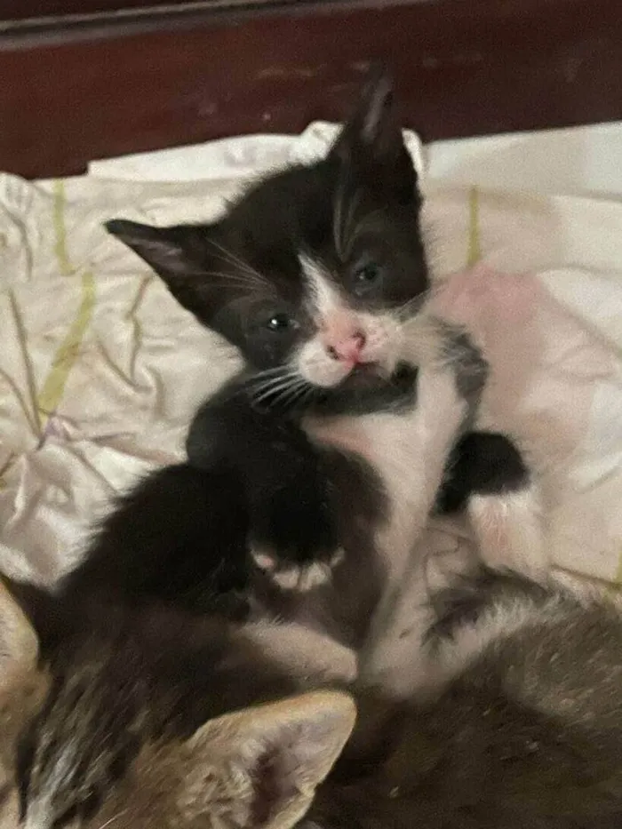 Gato ra a SRD-ViraLata idade Abaixo de 2 meses nome Frajolinha