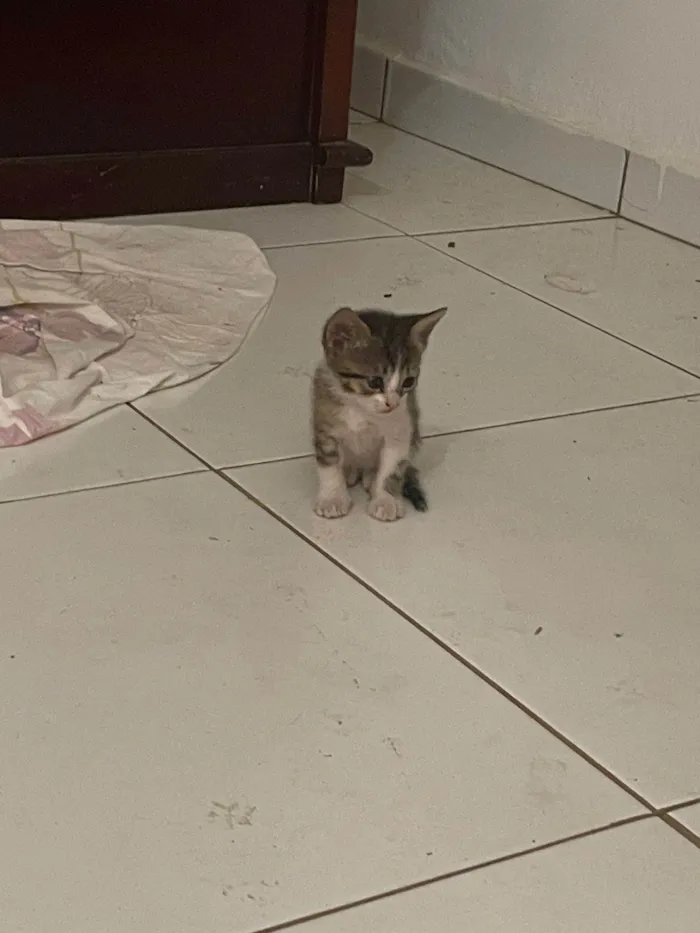 Gato ra a SRD-ViraLata idade Abaixo de 2 meses nome Loirinha