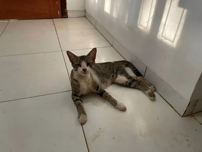 Gato ra a SRD-ViraLata idade 2 anos nome Rajada