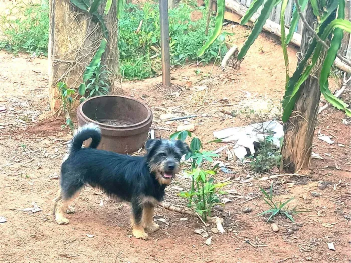 Cachorro ra a Lhasa Apso idade 7 a 11 meses nome Jack 