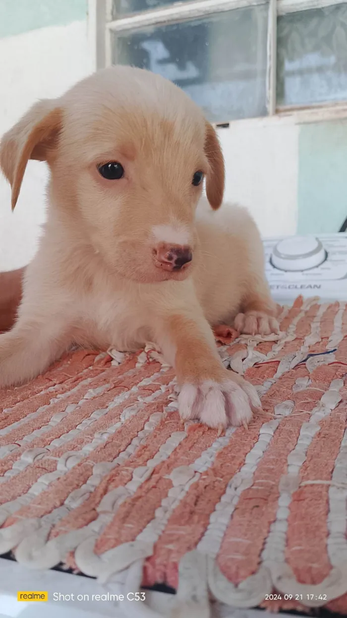 Cachorro ra a Labrador idade Abaixo de 2 meses nome Não tem nome 