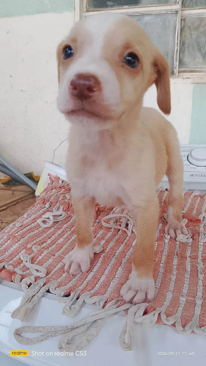 Cachorro ra a Labrador idade Abaixo de 2 meses nome Não tem nome 