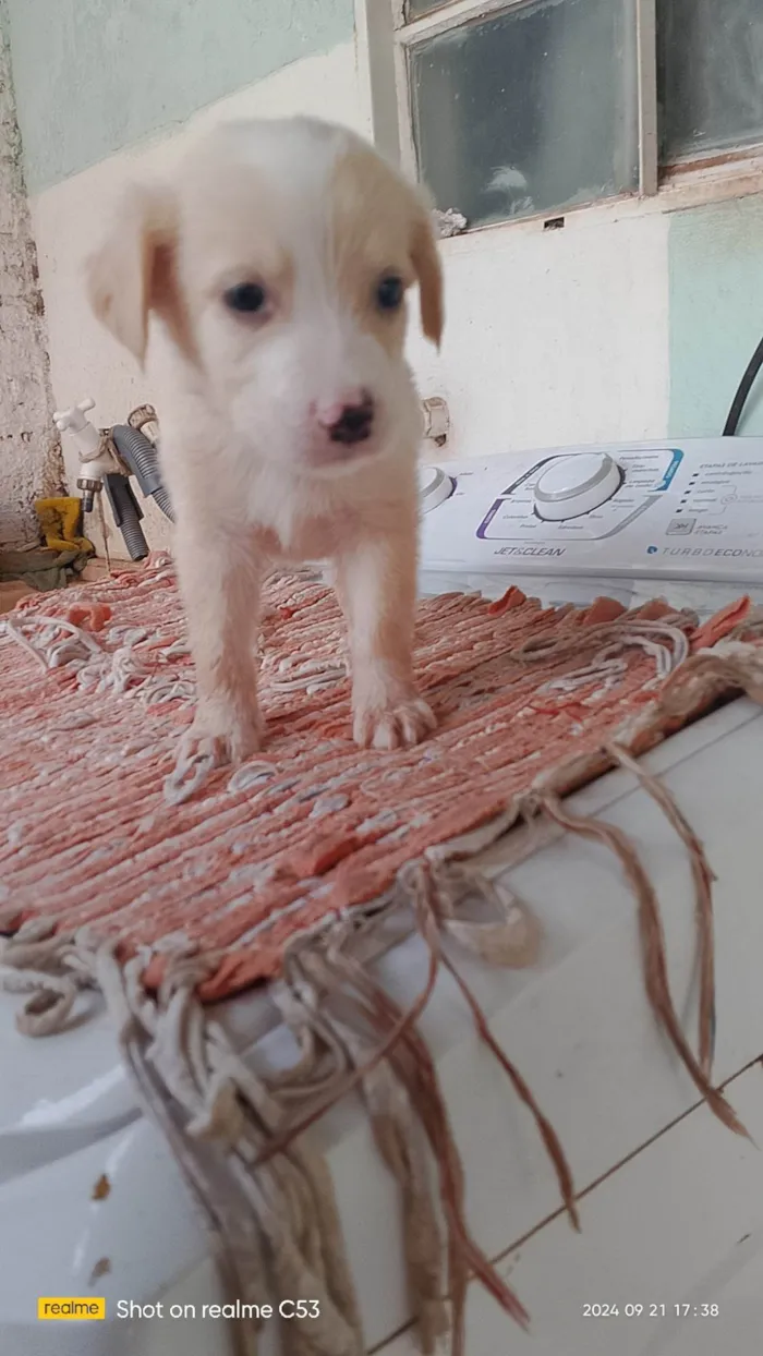 Cachorro ra a Labrador idade Abaixo de 2 meses nome Não tem nome 