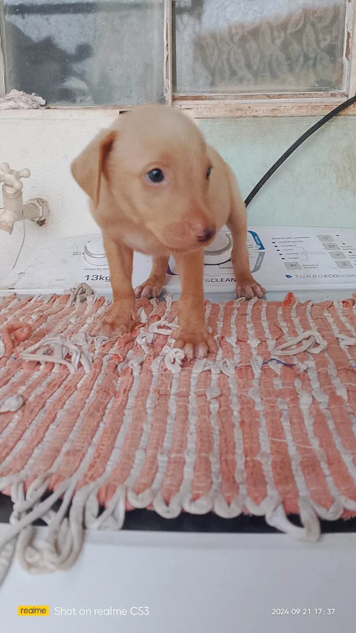 Cachorro ra a Labrador idade Abaixo de 2 meses nome Não tem nome 