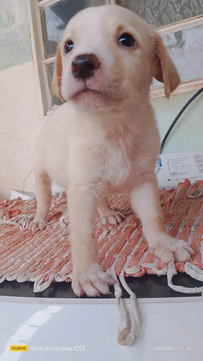 Cachorro ra a Labrador idade Abaixo de 2 meses nome Não tem nome 