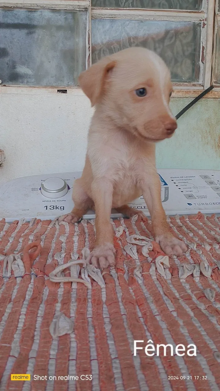 Cachorro ra a Labrador idade Abaixo de 2 meses nome Não tem nome 